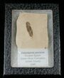 Fossil Caesalpinia Leaf - Green River Formation #16322-2